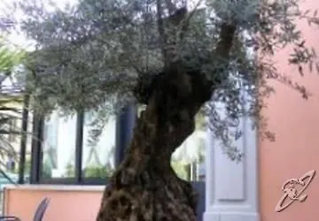 Olivo